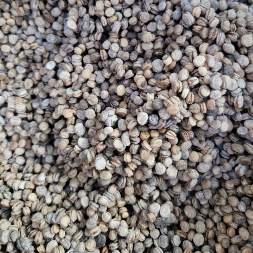 국내산 개갑한 인삼씨 인삼씨앗 1kg 재배용